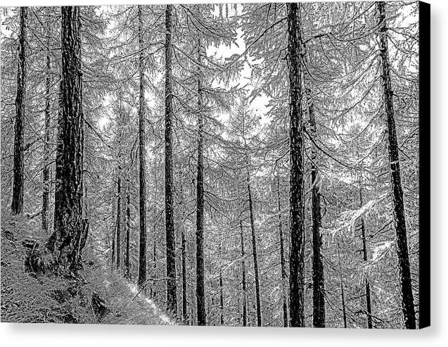 Swiss Forest  - Canvas Print