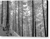 Swiss Forest  - Canvas Print