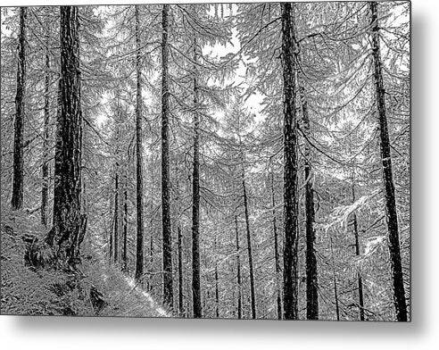 Swiss Forest  - Metal Print