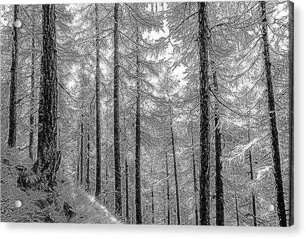 Swiss Forest  - Acrylic Print