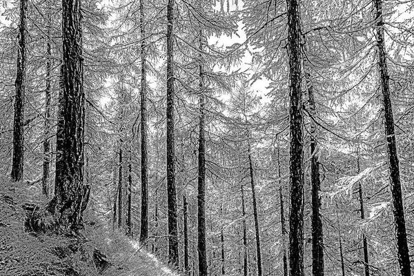 Swiss Forest  - Art Print