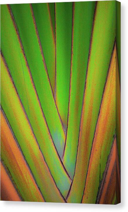 Traveller's Palm design 5 - Canvas Print