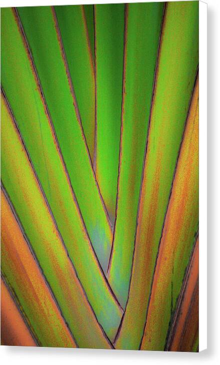 Traveller's Palm design 5 - Canvas Print