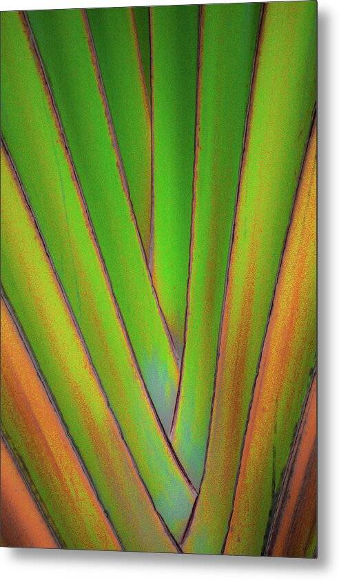 Traveller's Palm design 5 - Metal Print