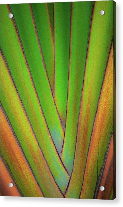 Traveller's Palm design 5 - Acrylic Print