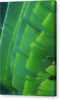 Traveller's Palm Leaves Design - Canvas Print