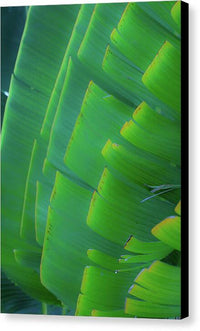 Traveller's Palm Leaves Design - Canvas Print