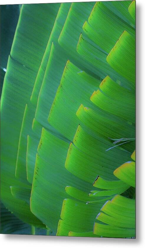 Traveller's Palm Leaves Design - Metal Print