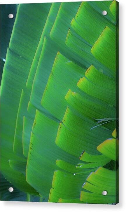 Traveller's Palm Leaves Design - Acrylic Print