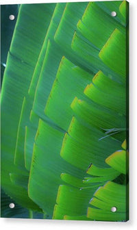 Traveller's Palm Leaves Design - Acrylic Print