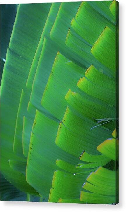 Traveller's Palm Leaves Design - Acrylic Print