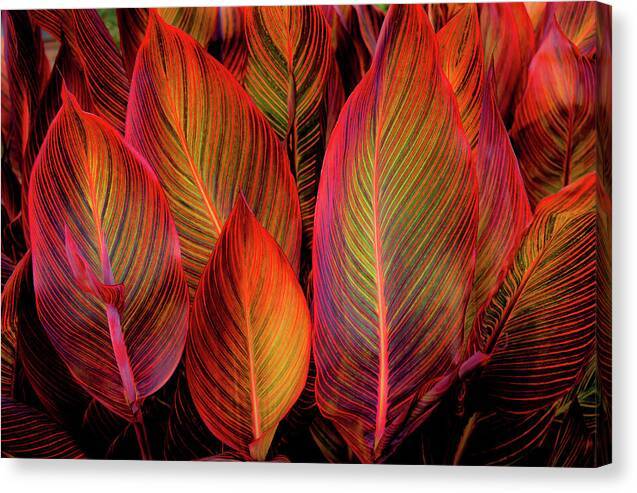 Tropicana Glow - Canvas Print