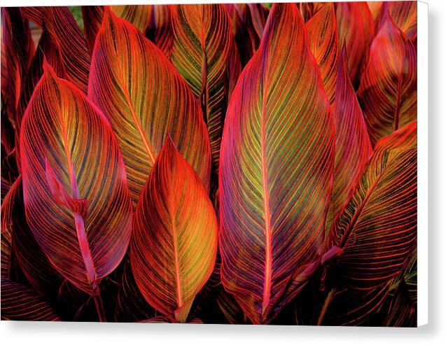 Tropicana Glow - Canvas Print