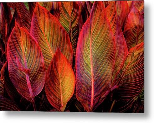 Tropicana Glow - Metal Print