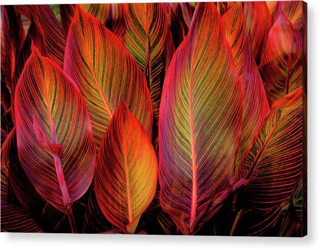 Tropicana Glow - Acrylic Print