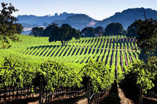 Vineyards in Napa - Art Print