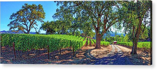 Vinyard Lane - Acrylic Print