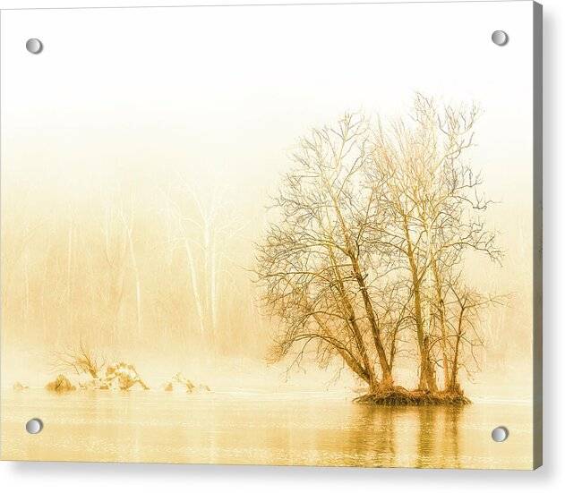 Winter Morning Fog on the River - Gold - Acrylic Print