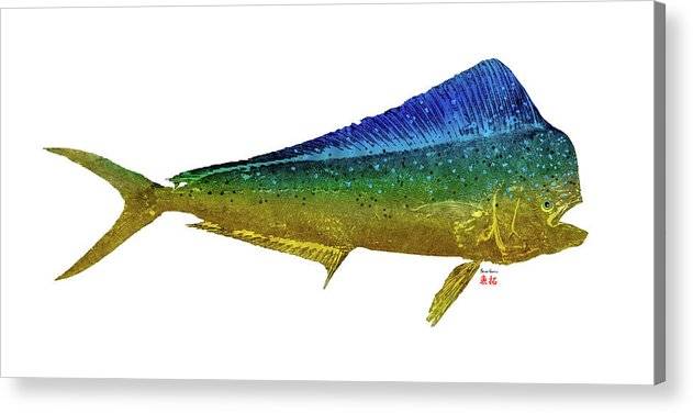 Mahi Bull 1 - Acrylic Print Acrylic Print 1ArtCollection