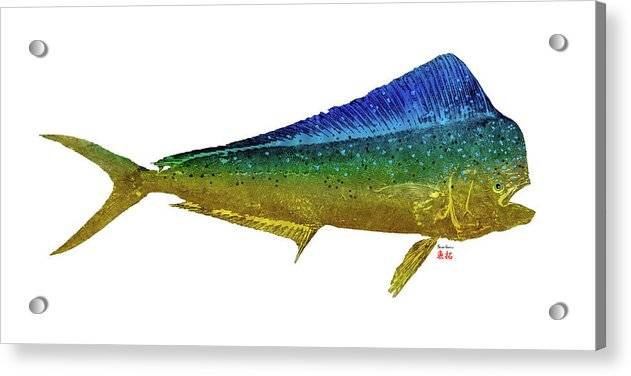 Mahi Bull 1 - Acrylic Print Acrylic Print 1ArtCollection