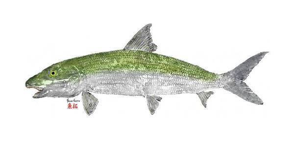 Oio Bonefish 1 - Art Print Art Print 1ArtCollection