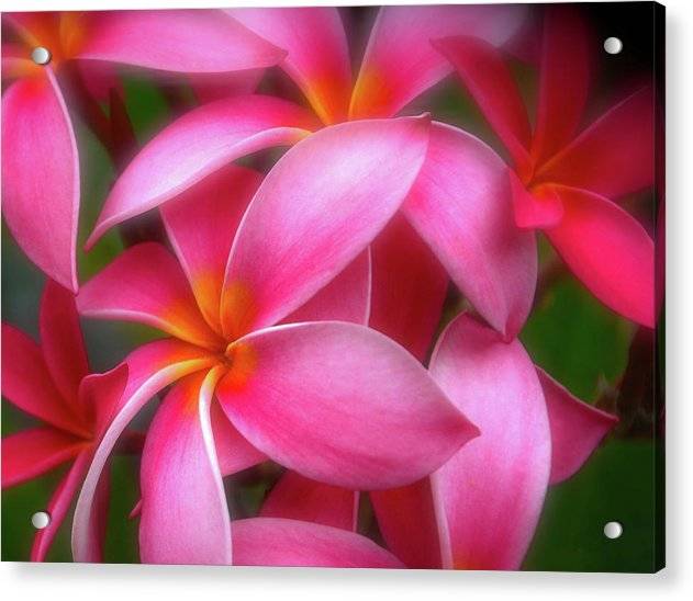 Pualani Perfume - Acrylic Print Acrylic Print 1ArtCollection