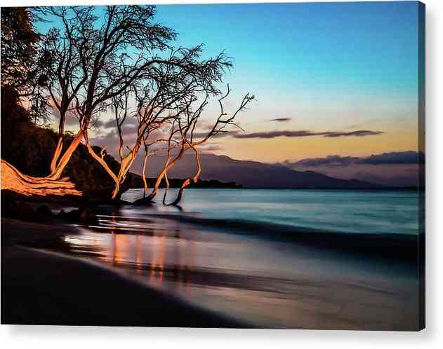 Rooted in Olowalu 1 - Acrylic Print Acrylic Print 1ArtCollection