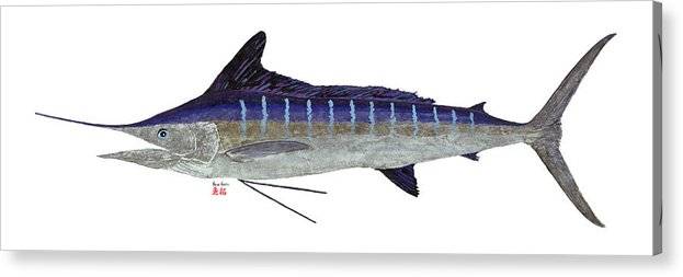 Striped Marlin 1 - Gyotaku Acrylic Print Acrylic Print 1ArtCollection