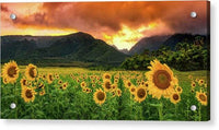 Sunflower Delight 1 - Acrylic Print Acrylic Print 1ArtCollection