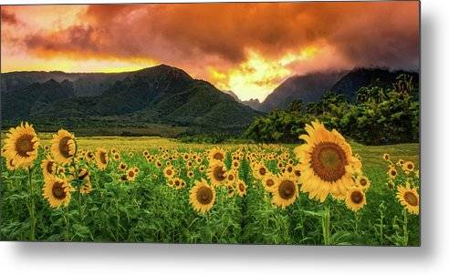 Sunflower Delight 1 - Metal Print Metal Print 1ArtCollection