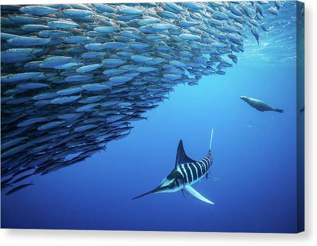 The Marlin and the Pinniped 1 - Canvas Print Canvas Print 1ArtCollection