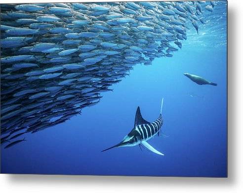 The Marlin and the Pinniped 1 - Metal Print Metal Print 1ArtCollection