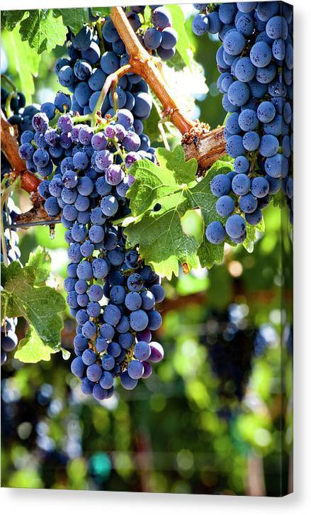 Wine Grapes Ready for Harvest 5 - Canvas Print Canvas Print 1ArtCollection