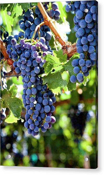 Wine Grapes Ready for Harvest 5 - Acrylic Print Acrylic Print 1ArtCollection