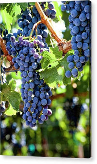 Wine Grapes Ready for Harvest 5 - Acrylic Print Acrylic Print 1ArtCollection