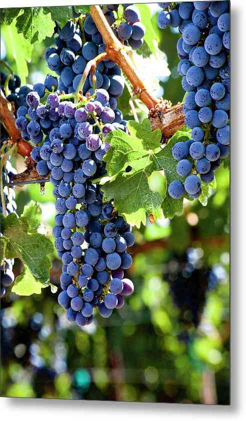 Wine Grapes Ready for Harvest 5 - Metal Print Metal Print 1ArtCollection