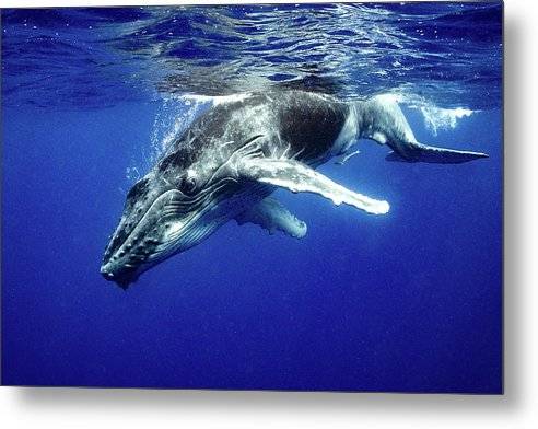 Diving Deep - Metal Print Metal Print 1ArtCollection