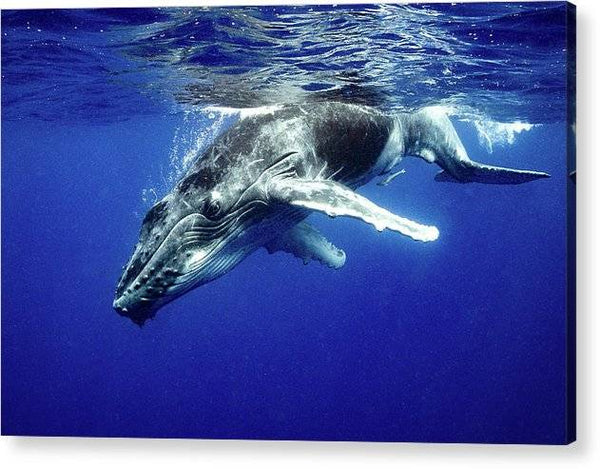 Diving Deep - Acrylic Print Acrylic Print 1ArtCollection