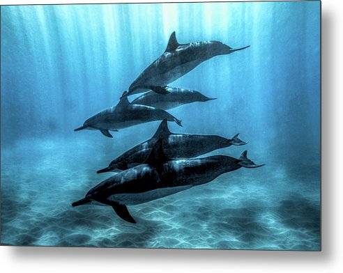 Dolphin Pod in Sunbeams - Metal Print Metal Print 1ArtCollection