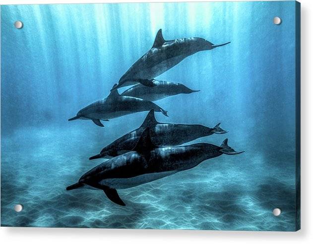 Dolphin Pod in Sunbeams - Acrylic Print Acrylic Print 1ArtCollection