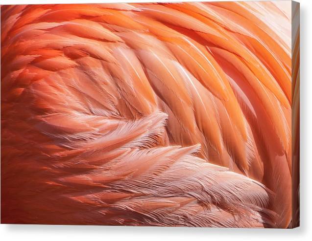 Flamingo Swirl - Canvas Print Canvas Print 1ArtCollection