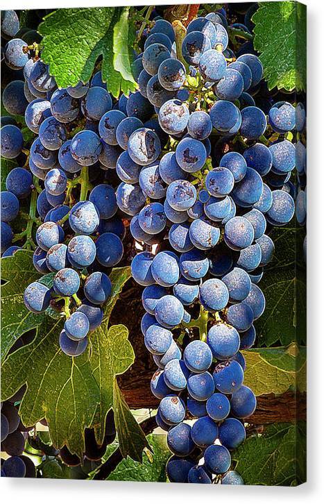Grapes Bunch - Canvas Print Canvas Print 1ArtCollection