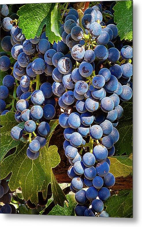 Grapes Bunch - Metal Print Metal Print 1ArtCollection