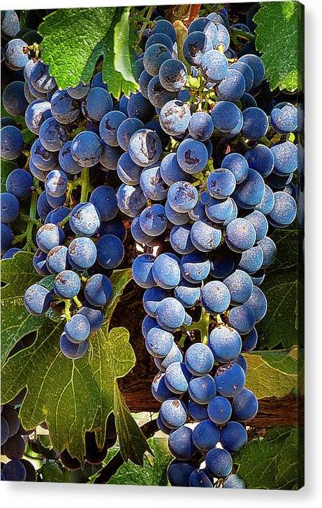 Grapes Bunch - Acrylic Print Acrylic Print 1ArtCollection