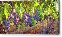 Grapes in Vineyard 1 - Acrylic Print Acrylic Print 1ArtCollection