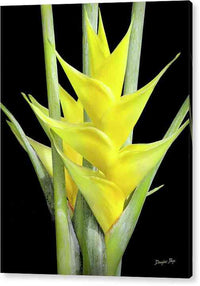 Heliconia Gold - Acrylic Print Acrylic Print 1ArtCollection