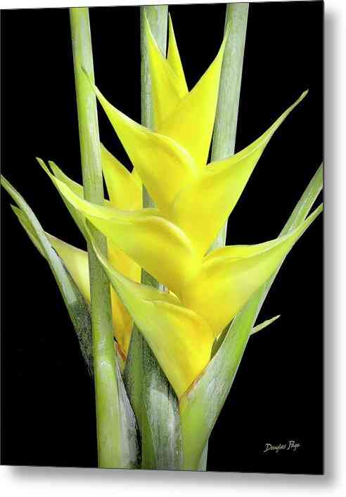 Heliconia Gold - Metal Print Metal Print 1ArtCollection