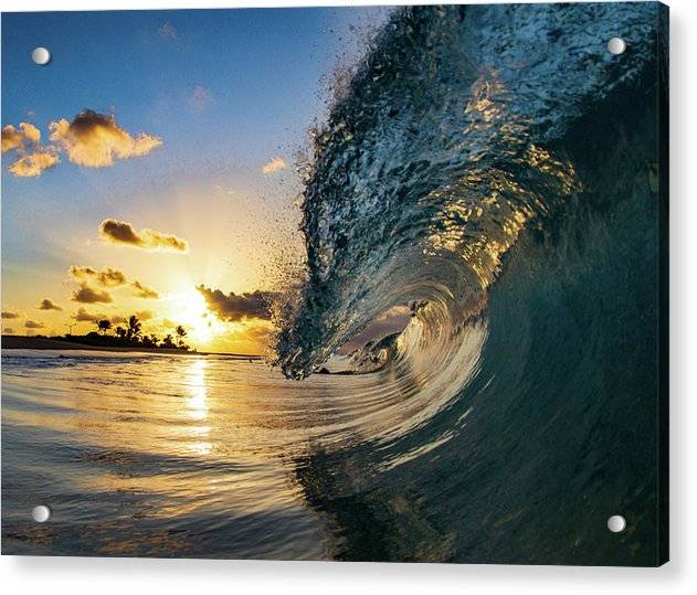 Morning Glory - Acrylic Print Acrylic Print 1ArtCollection