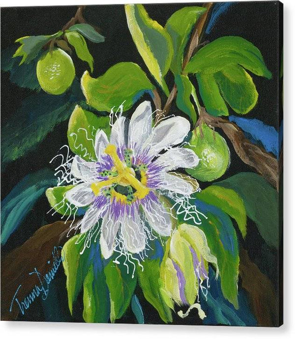 Passion Flower - Acrylic Print Acrylic Print 1ArtCollection