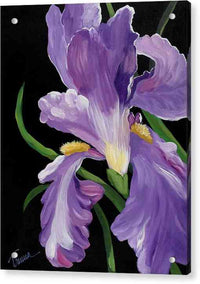 Purple Iris Glory - Acrylic Print Acrylic Print 1ArtCollection